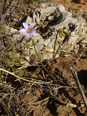 Oxalis livida livida
