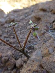 Oxalis livida livida