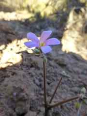 Oxalis livida livida