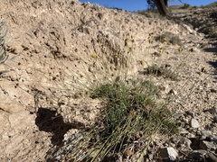 Thelesperma longipes