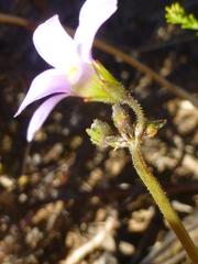 Oxalis livida livida