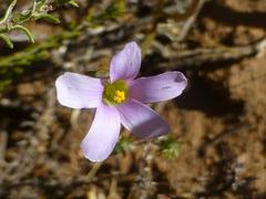 Oxalis livida livida