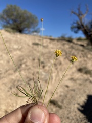 Thelesperma longipes