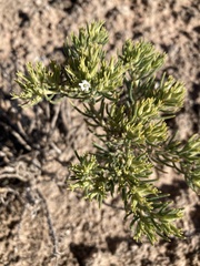 Nama carnosa
