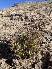 Phacelia sivinskii