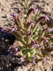 Phacelia sivinskii