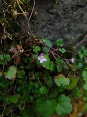 Cymbalaria muralis