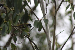 Melithreptus affinis