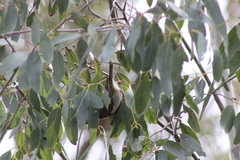 Melithreptus affinis