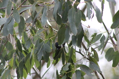 Melithreptus affinis