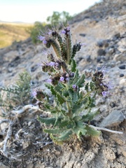 Phacelia sivinskii