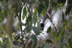 Melithreptus affinis