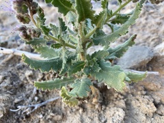 Phacelia sivinskii