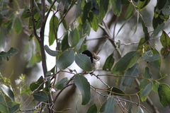 Melithreptus affinis