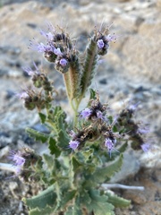 Phacelia sivinskii