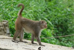 Macaca mulatta