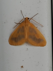 Eubaphe helveta