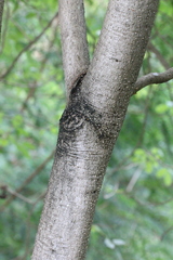 Crateva adansonii trifoliata