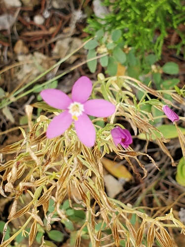 Image of Zeltnera calycosa by (c) Jo Roberts, some rights reserved (CC BY)