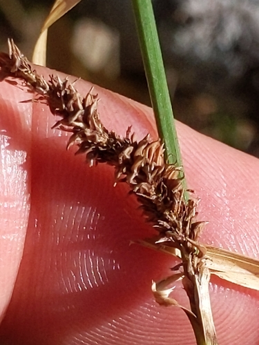Image of Carex barbarae by (c) Ken-ichi Ueda, some rights reserved (CC BY)