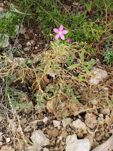 Image of Zeltnera calycosa by (c) Jo Roberts, some rights reserved (CC BY)