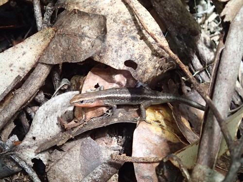 Carlia rubrigularis