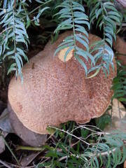 Xerocomellus cisalpinus