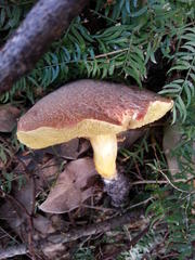 Xerocomellus cisalpinus