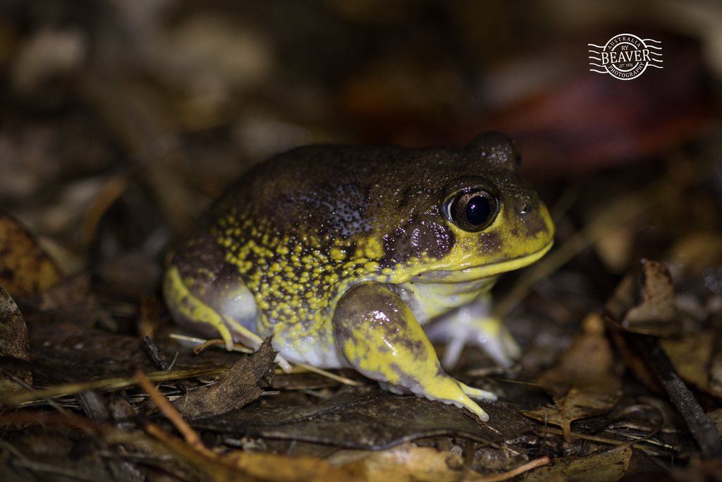 Hooting Frog