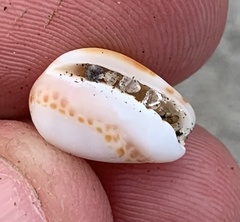 Persicula tessellata
