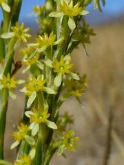 Struthiola ciliata ciliata