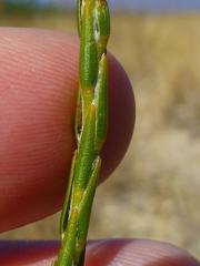 Struthiola ciliata ciliata