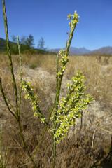 Struthiola ciliata ciliata