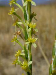Struthiola ciliata ciliata