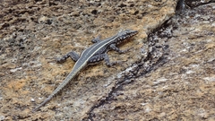 Platysaurus intermedius subniger