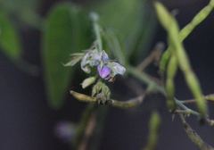 Ohwia caudata