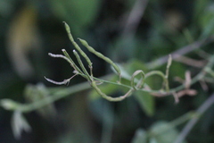 Ohwia caudata