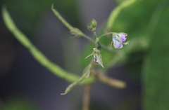 Ohwia caudata