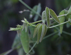 Ohwia caudata