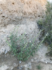 Sphaeralcea polychroma