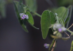 Ohwia caudata