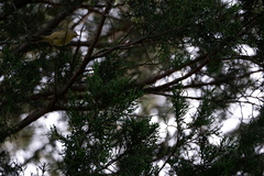 Corthylio calendula calendula