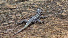 Platysaurus intermedius subniger