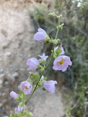 Sphaeralcea polychroma
