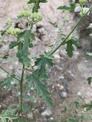 Sphaeralcea polychroma