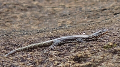 Platysaurus intermedius subniger