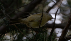 Corthylio calendula calendula