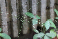 Digitaria setigera