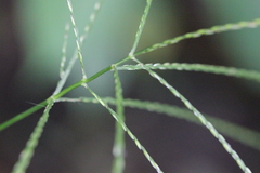 Digitaria setigera