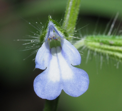 Salvia podadena